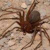 Dominikanische Republik: Fälle mit der "Braunen Spinne" müssen von SP untersucht werden