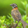 Morgenammer_Zonotrichia_capensis_10.jpg