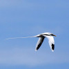 Weissschwanz_Tropikvogel__Phaethon_lepturus_06.jpg