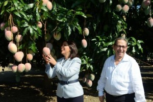 MangoVize