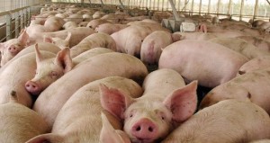 schweine