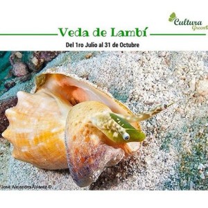lambiveda