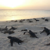 tortugas1