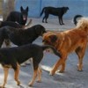 Hunde