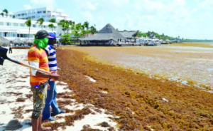 algenbocachica