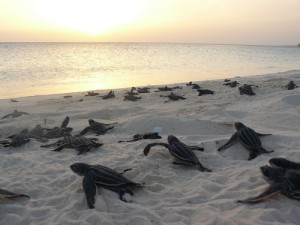 tortugas1 2