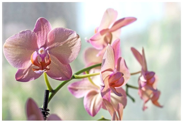 Orchideenausstellung in Santo Domingo, Botanischer Garten