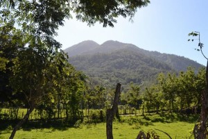 mogote