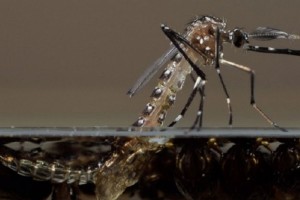 moskitozikachikdengue