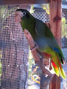 250px-Amazona_ventralis_-captive-8a
