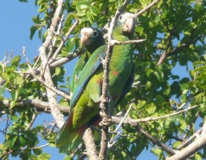 800px-Amazona_ventralis_-Parque_Nacional_Jaragua,_Republica_Dominicana-8