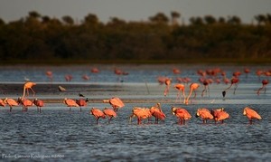 flamencos_peq
