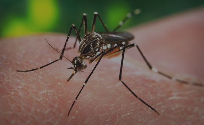 Moskito Aedes